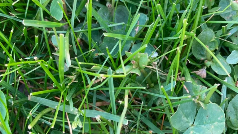 A closeup of a patch of grass, some weeds